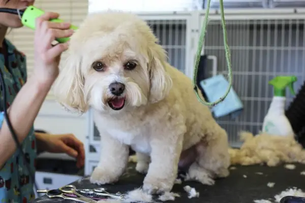 Seasonal Pet Care: How to Keep Your Pet Comfortable Year-Round