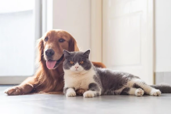 Pet Care Myths You Should Stop Believing