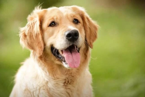 Understanding Pet Behavior: Decoding Your Pet’s Signals