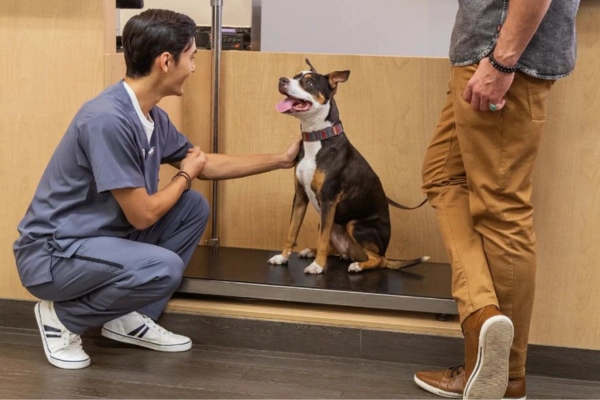 How to Manage Your Pet’s Weight and Health