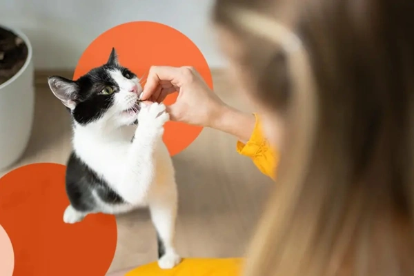 The Do’s and Don’ts of Pet Training: Expert Advice